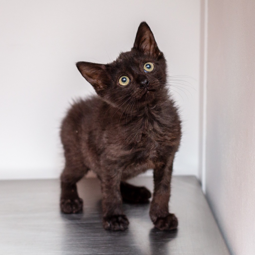 CAVATAPPI - Domestic Shorthair / Mix available for adoption