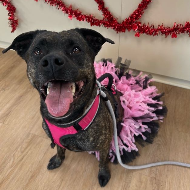 Akemi — thumbnail 4