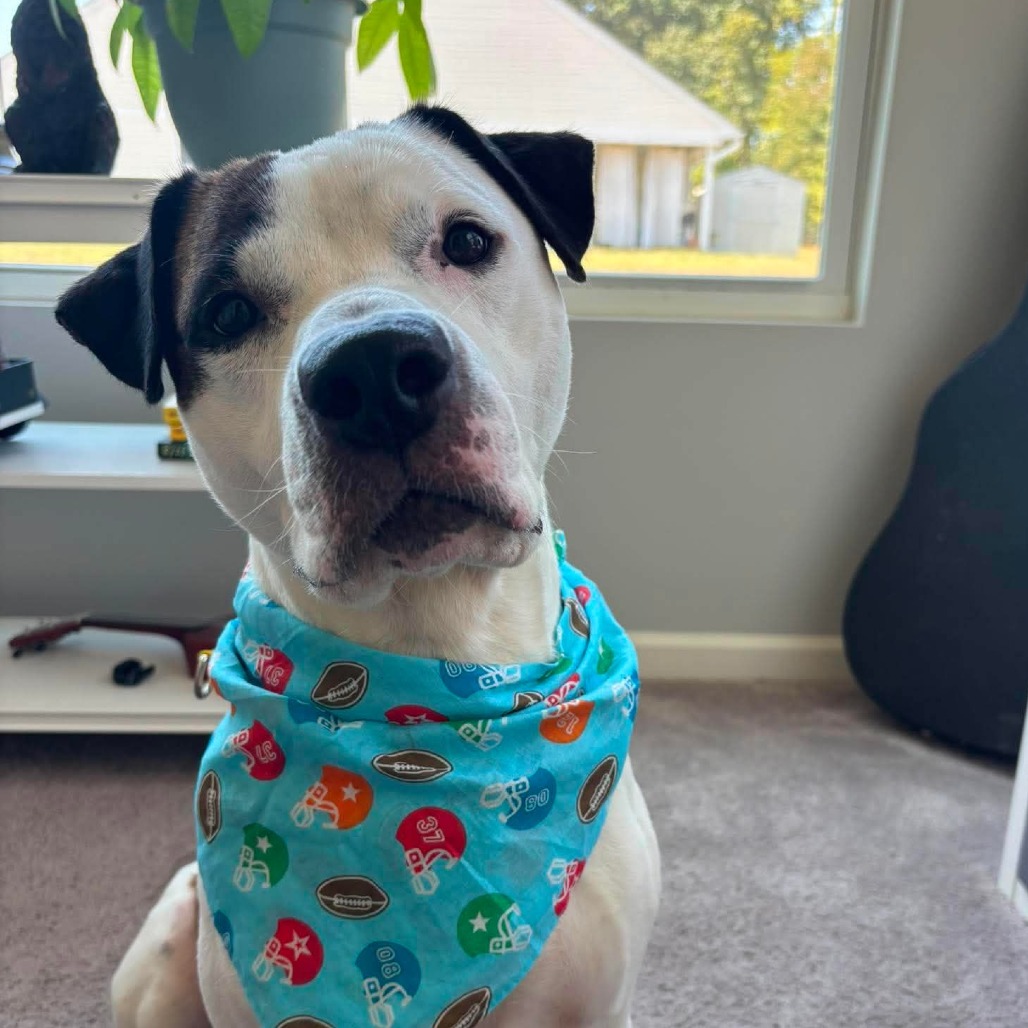 Pleasant Pup, photo 18