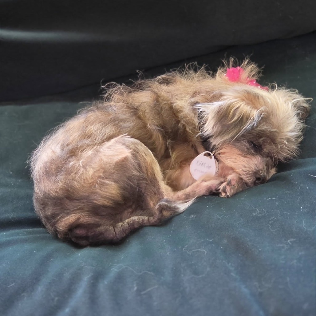 Lillie Marie, photo 11