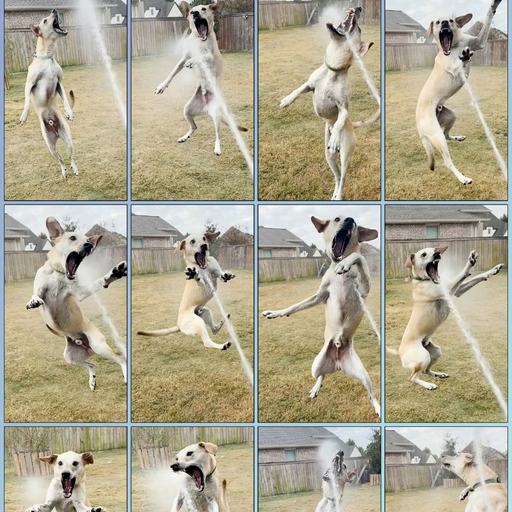 Goofy, photo 27