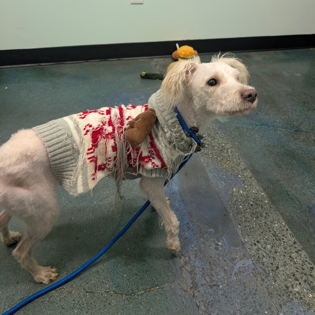 Puffle — thumbnail 5