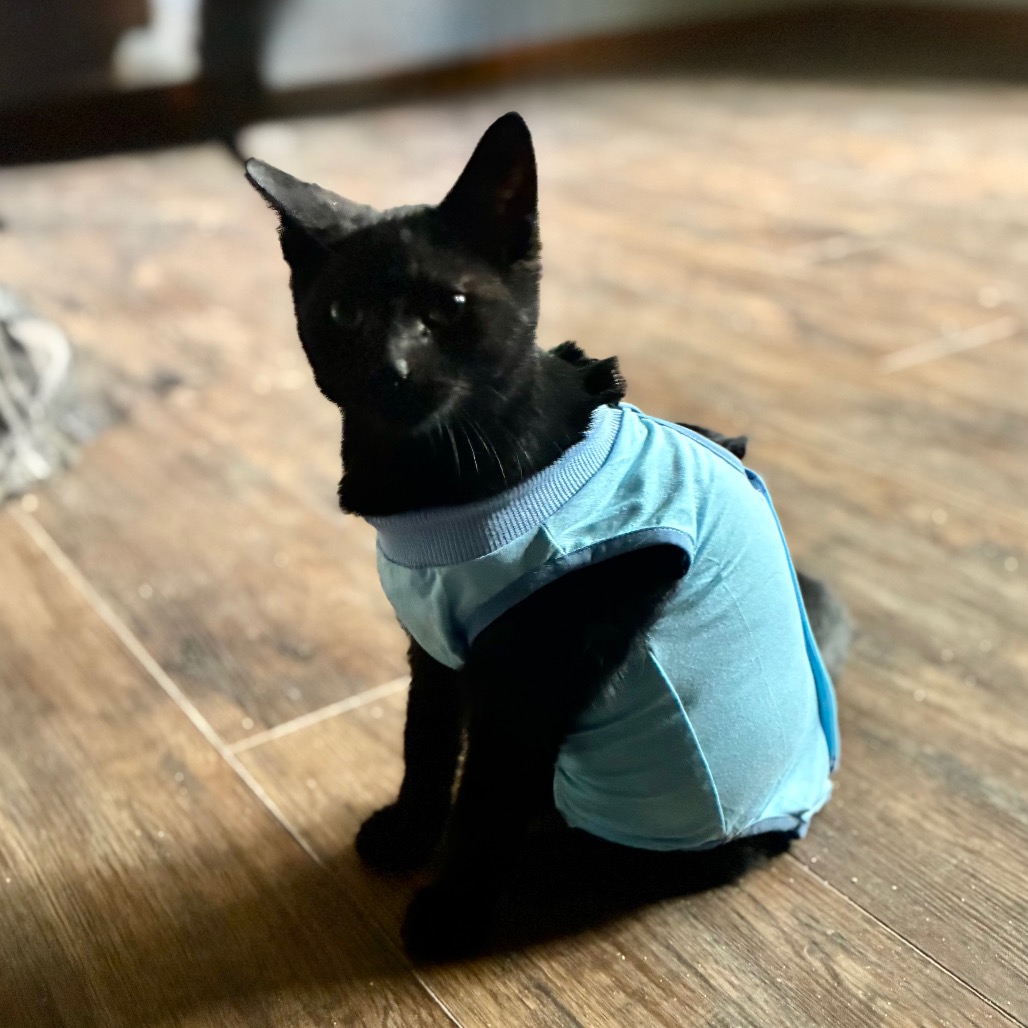 James, an adoptable cat