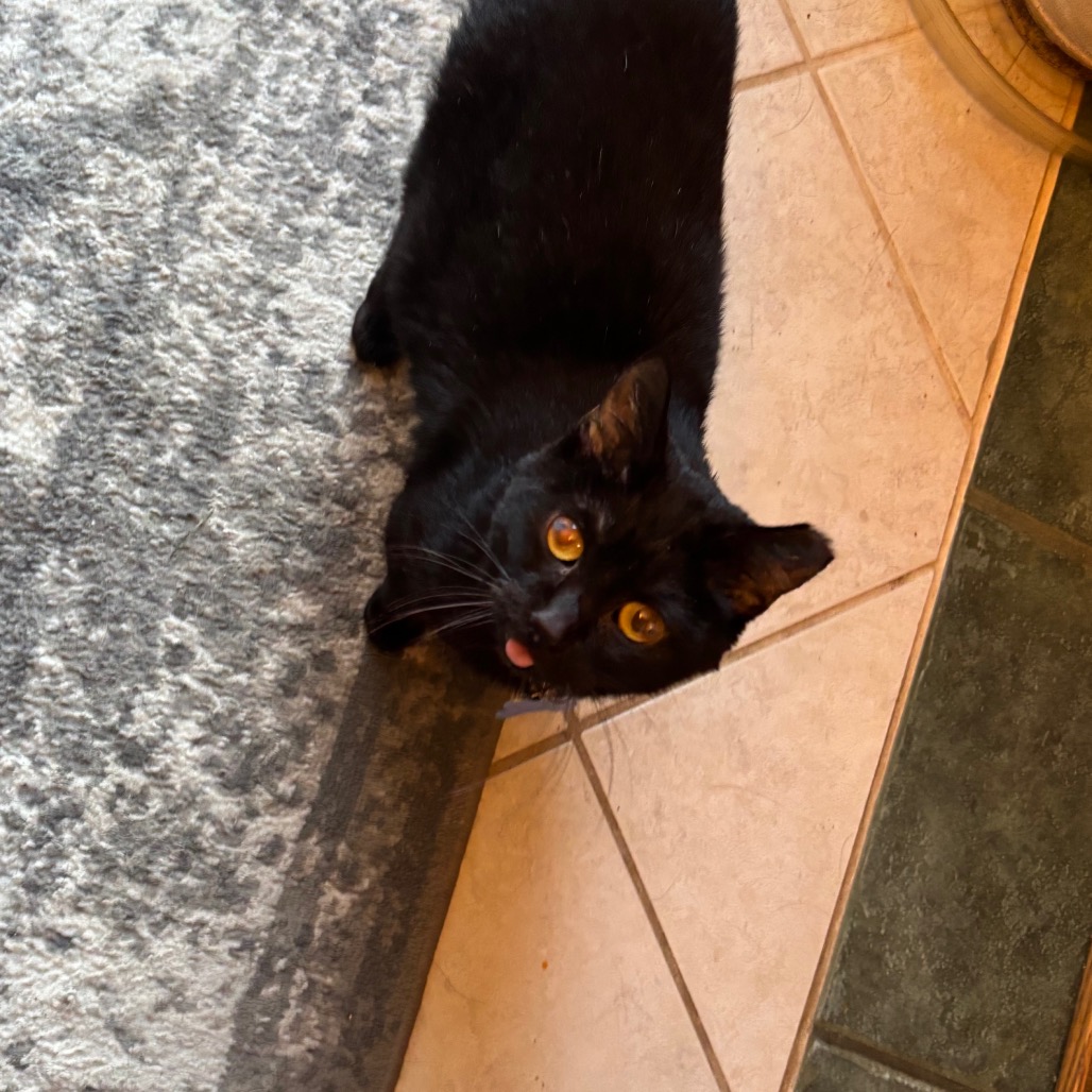 Squiggles -I'm in a foster home, Call to meet with me!, photo 11