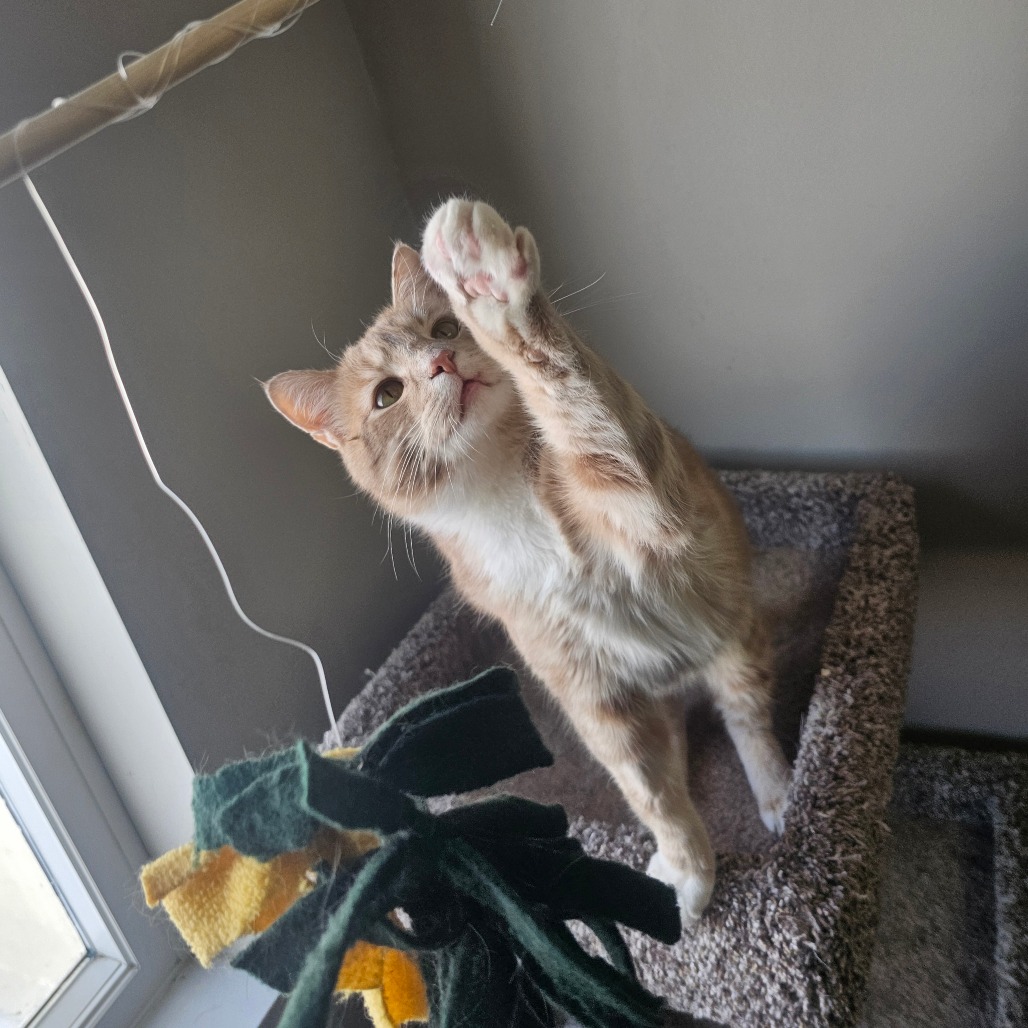 Lincoln — thumbnail 5