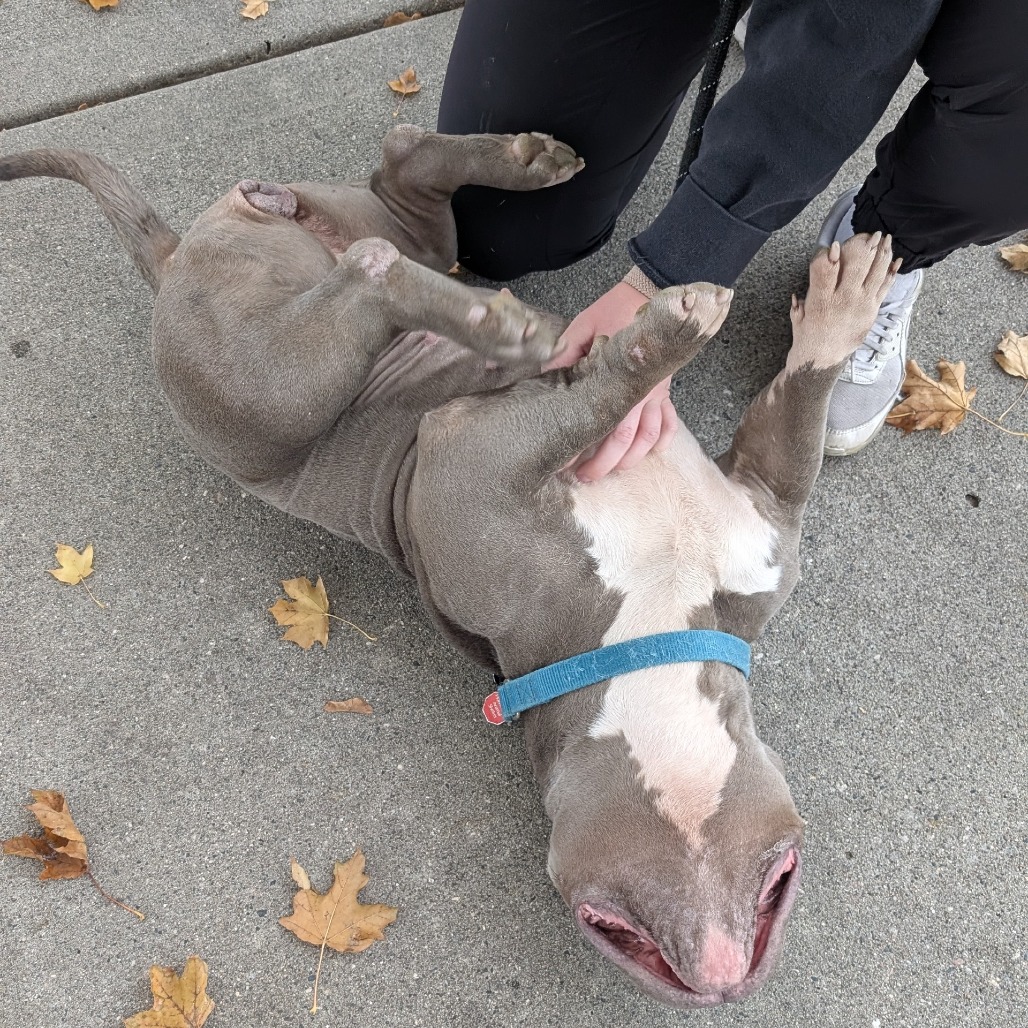 Della Rose***ADOPTION PENDING***, photo 3