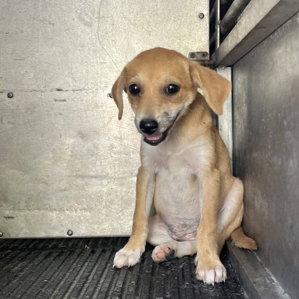 BONNIE BOO - Shepherd / Terrier available for adoption