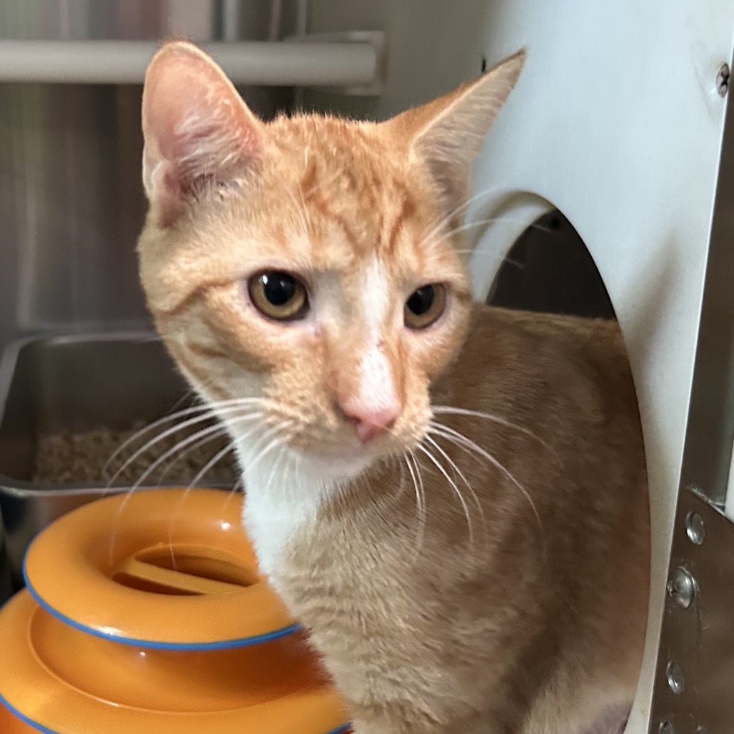 STORM - Domestic Shorthair available for adoption