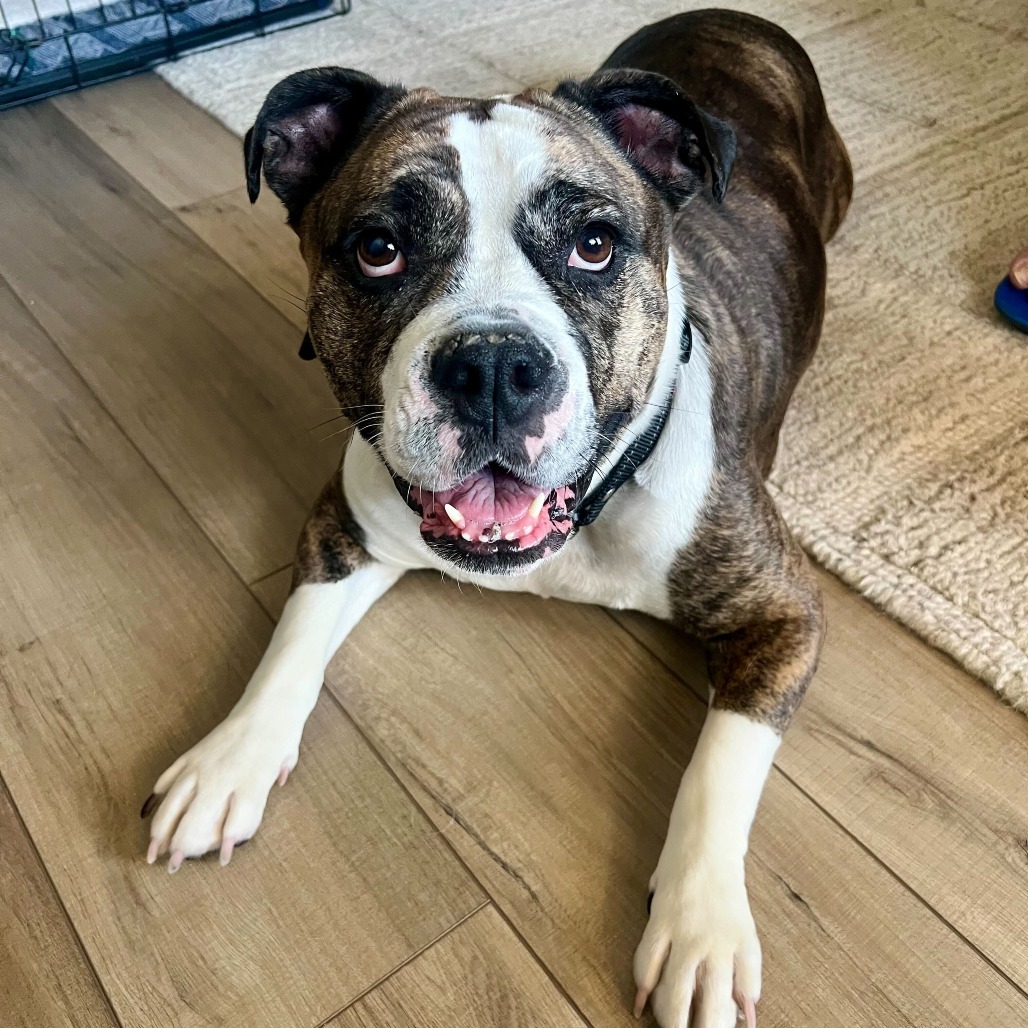 Dottie, photo 8