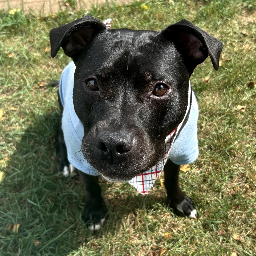 Bowser, photo 52