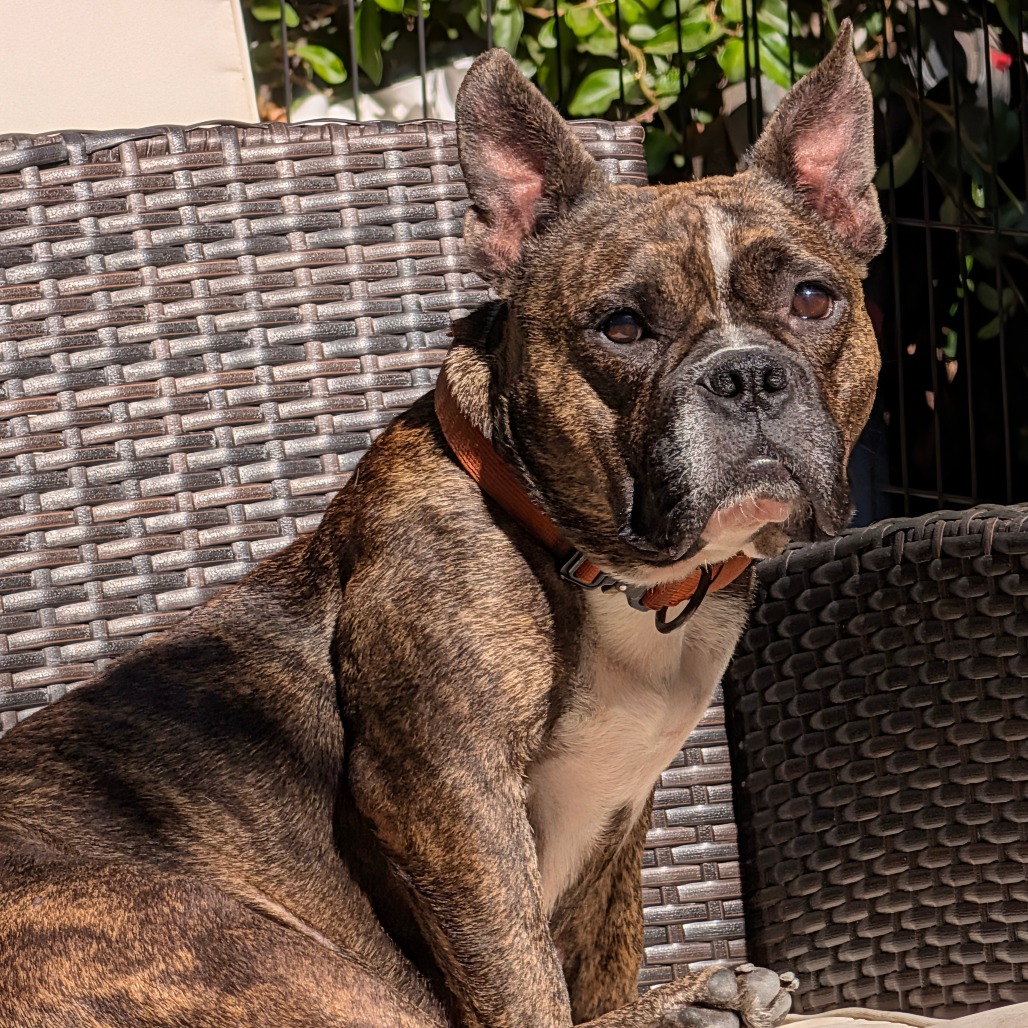 Delilah, photo 2