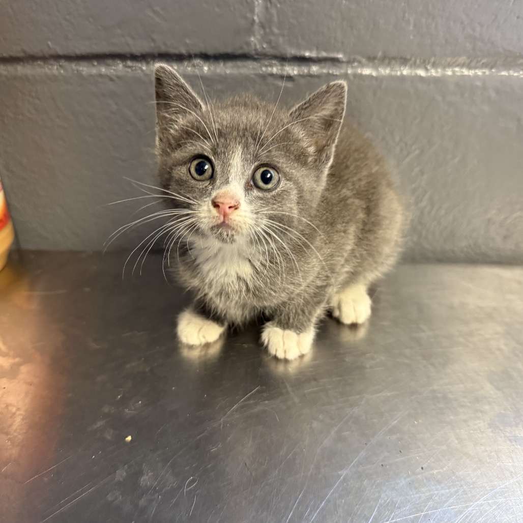 Tusc Stray 84592 2
