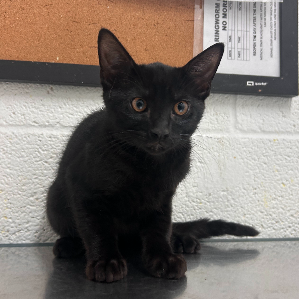 ASH - Domestic Shorthair available for adoption