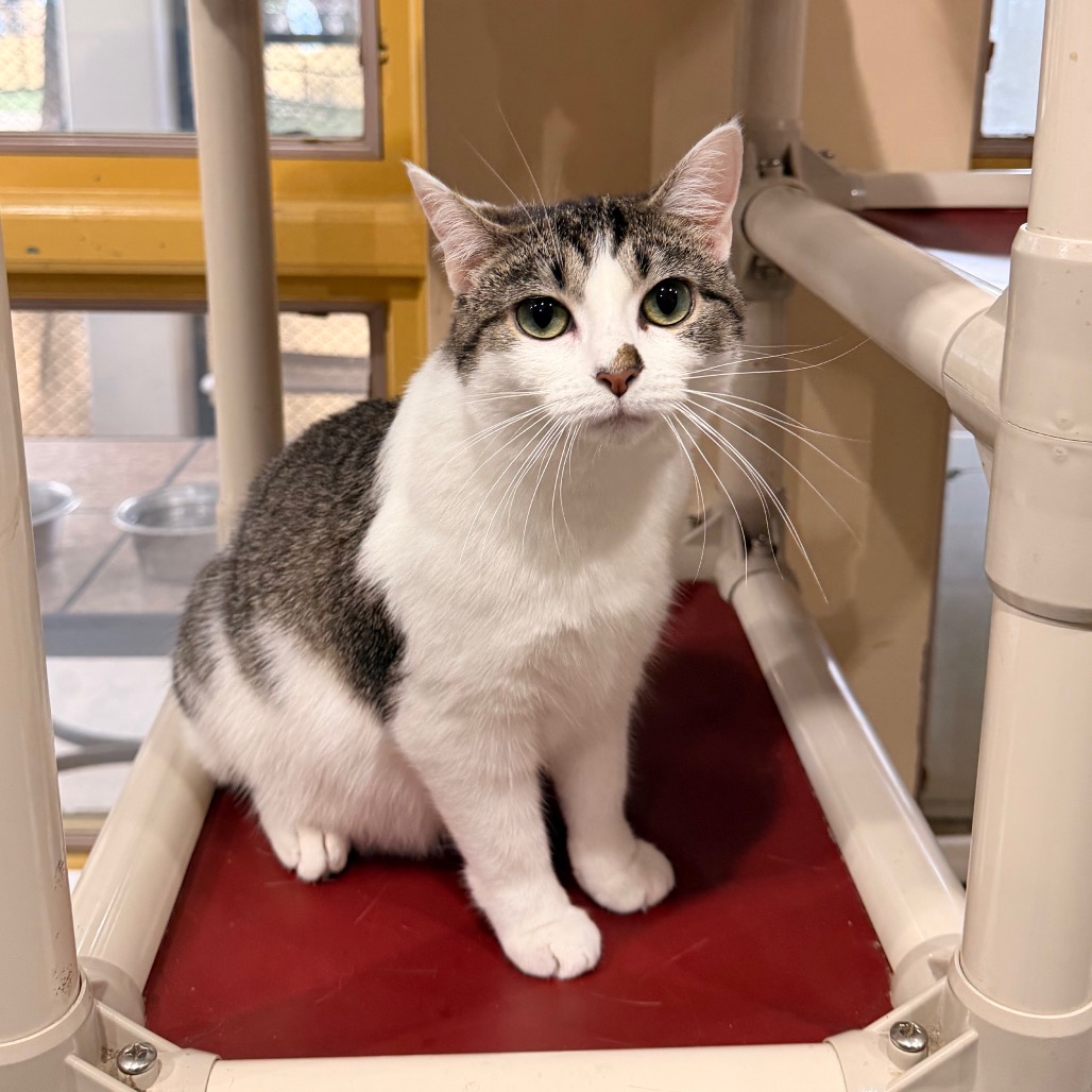 Muffin