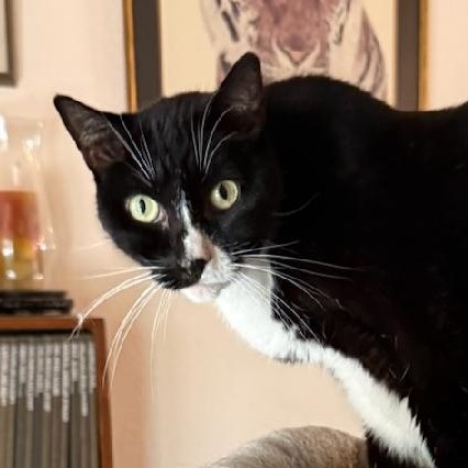 BABY KITTY - Domestic Shorthair available for adoption