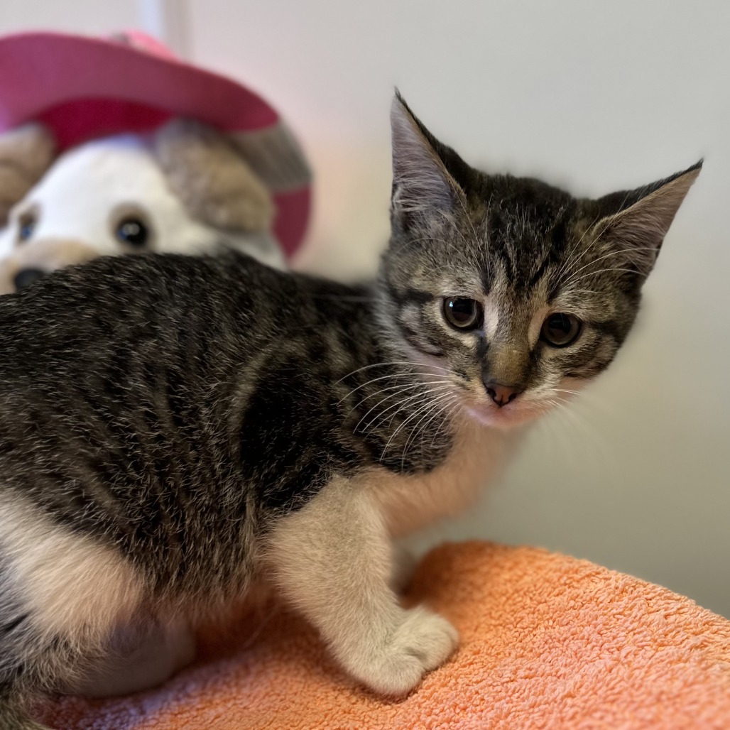 OOGIE BOOGIE - Domestic Shorthair available for adoption