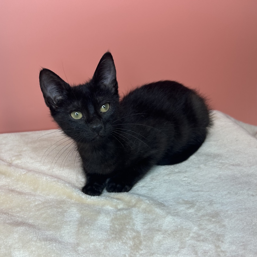 NYX - Domestic Shorthair available for adoption