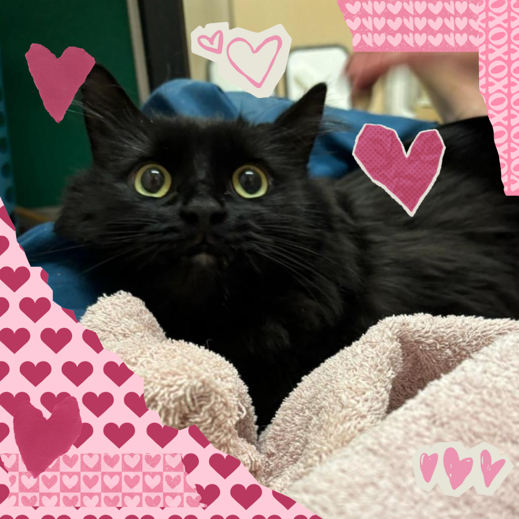 Onyx: Female 72 Domestic Medium Hair