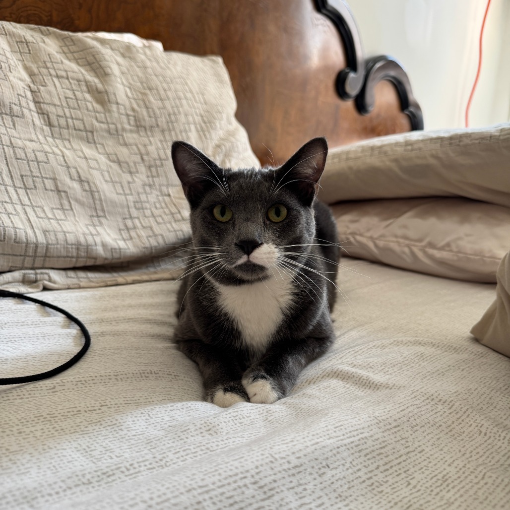Arthur is available for adoption at Trash Cat Rescue