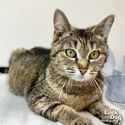 CARRIE ANN - Domestic Shorthair available for adoption
