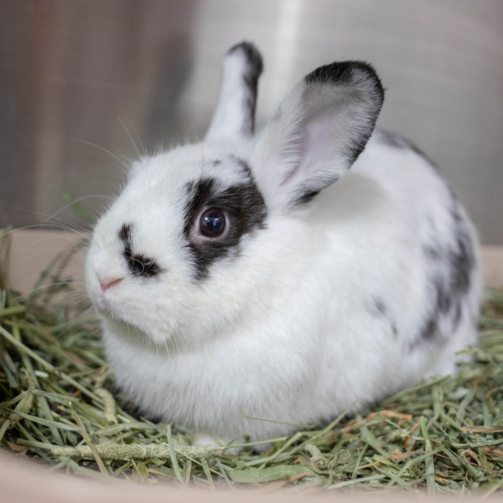 Oreo