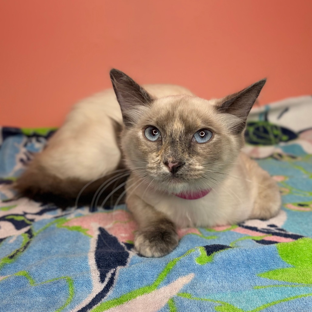 LUNA - Domestic Medium Hair available for adoption