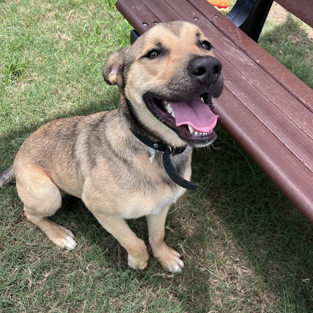 FORD - Shepherd / Retriever, Labrador available for adoption