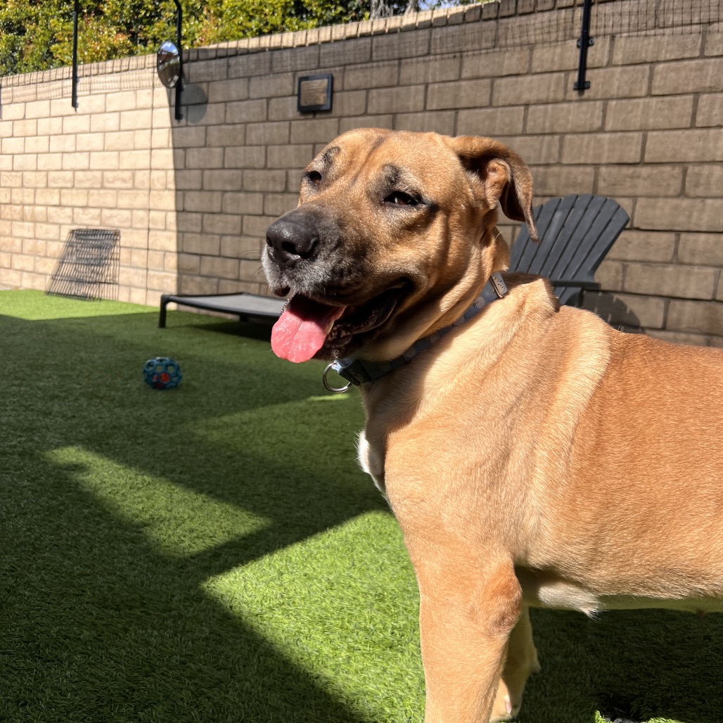 AVA - Mixed Breed (Large) / Mixed Breed (Large) available for adoption