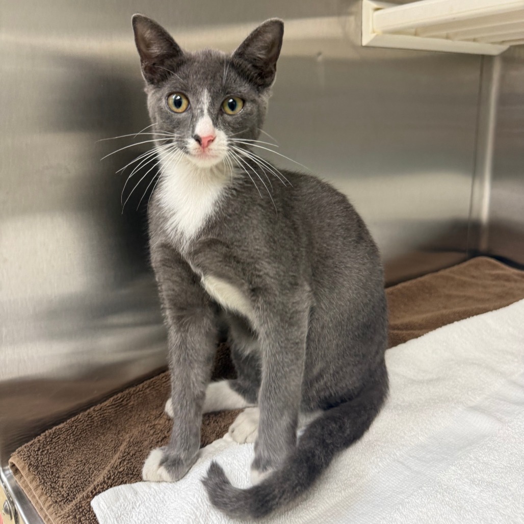 BANANA - Domestic Shorthair available for adoption