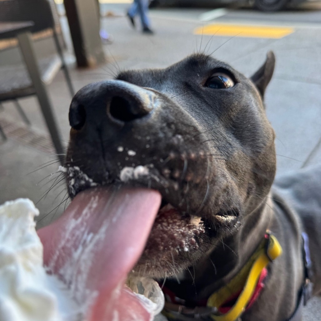 Photo of Witch Hazel 26