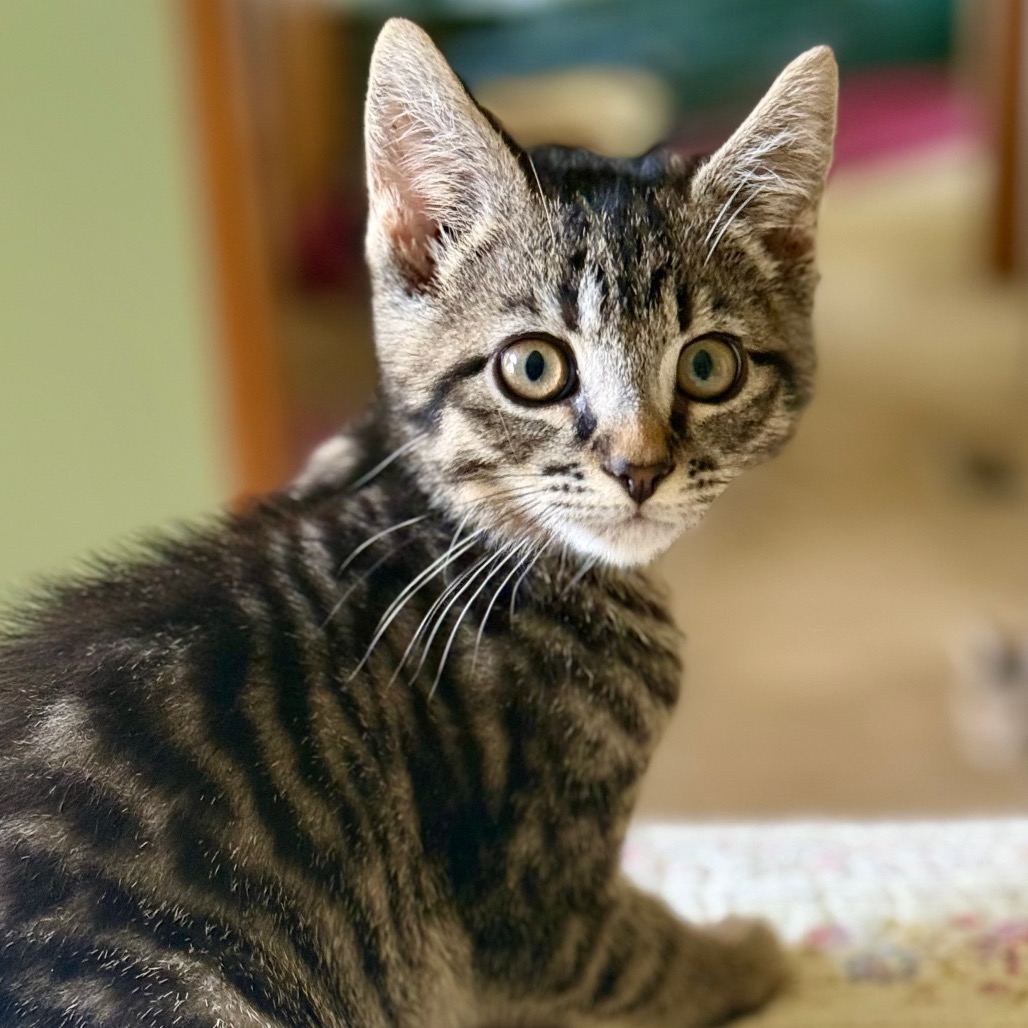 DUKE - Domestic Shorthair for adoption in Gresham