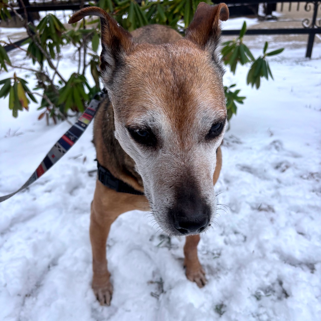 Rocky — thumbnail 4