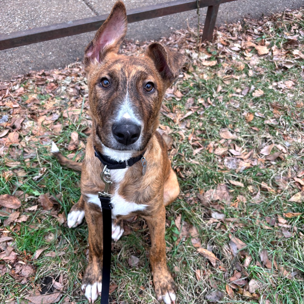 Baloo — thumbnail 4