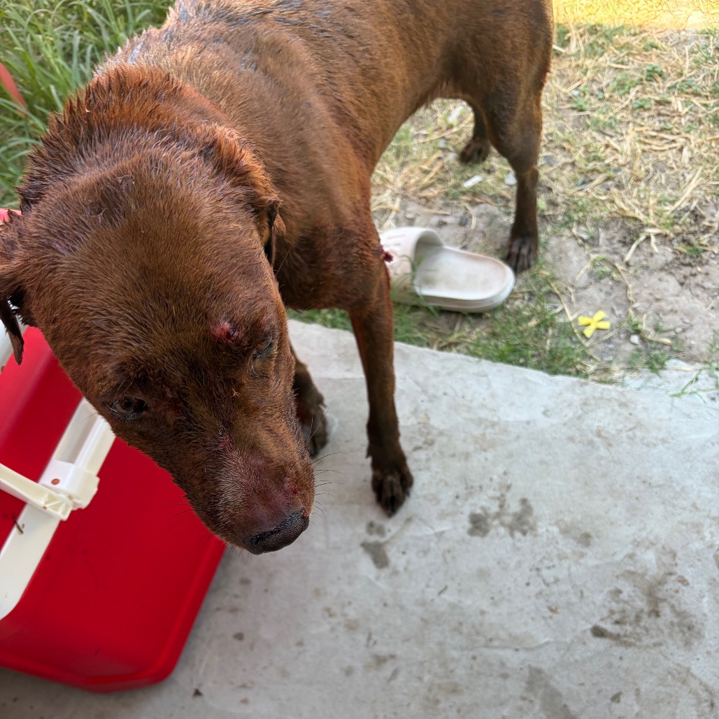 MISS AUTUMN - Terrier, Pit Bull / Mixed Breed (Medium) available for adoption