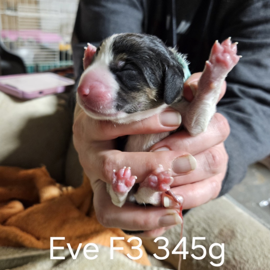 Eve's Pup- Olivia — thumbnail 2