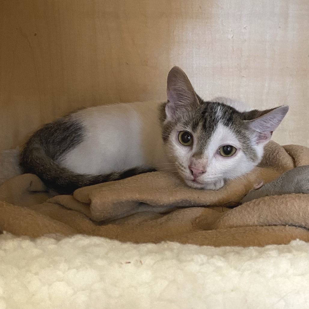 LAMP - Domestic Shorthair available for adoption