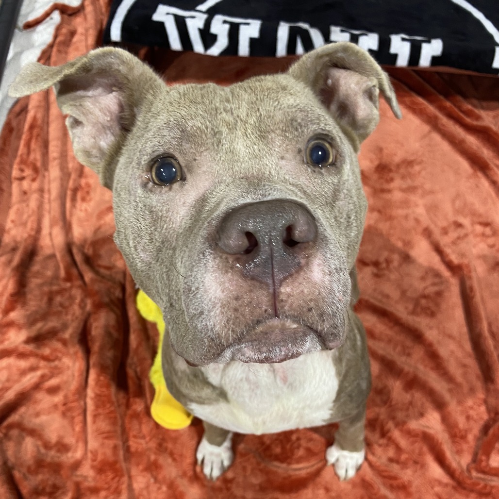 PRINCE REID - Terrier / American Pit Bull available for adoption