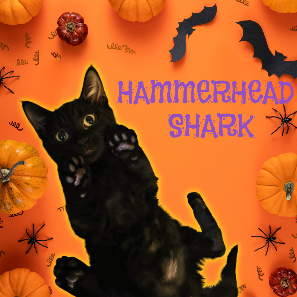 HAMMERHEAD SHARK - Domestic Shorthair available for adoption