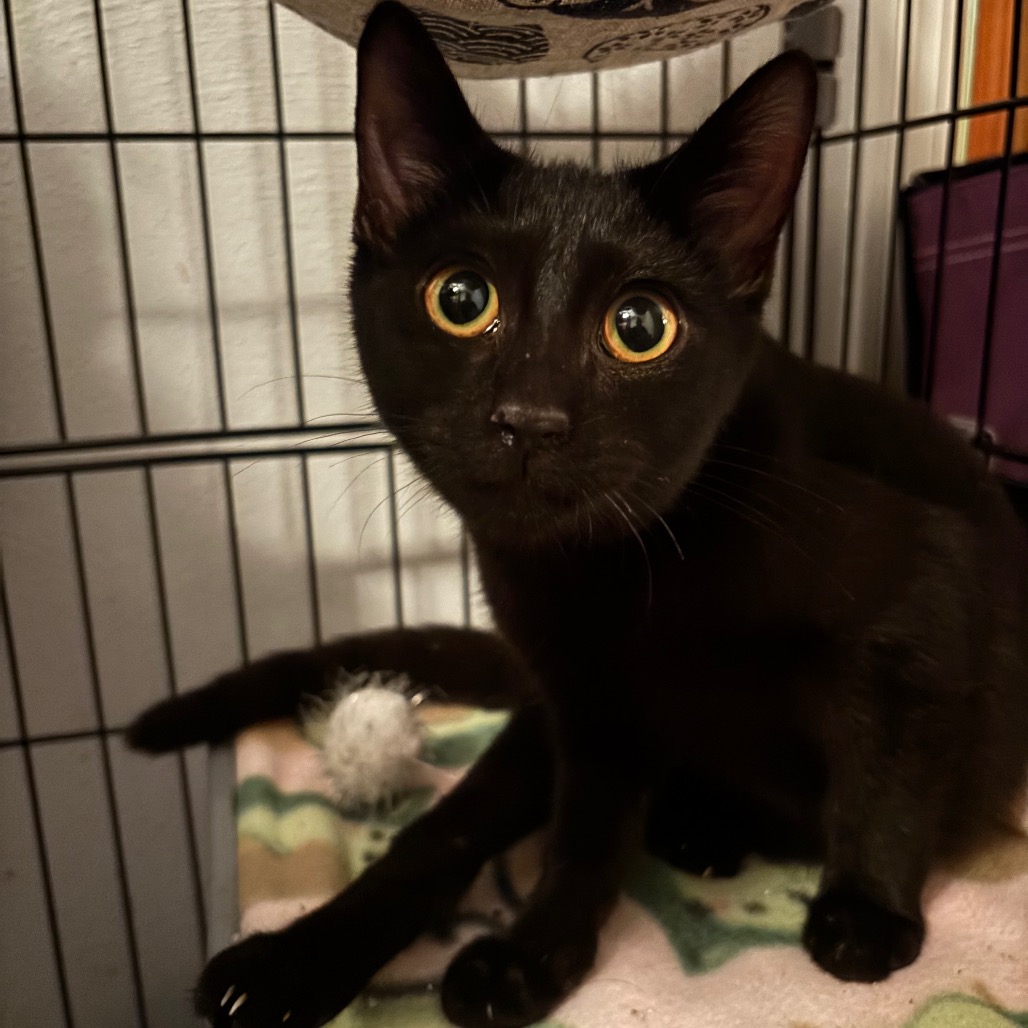 CANNELLINI - Domestic Shorthair available for adoption