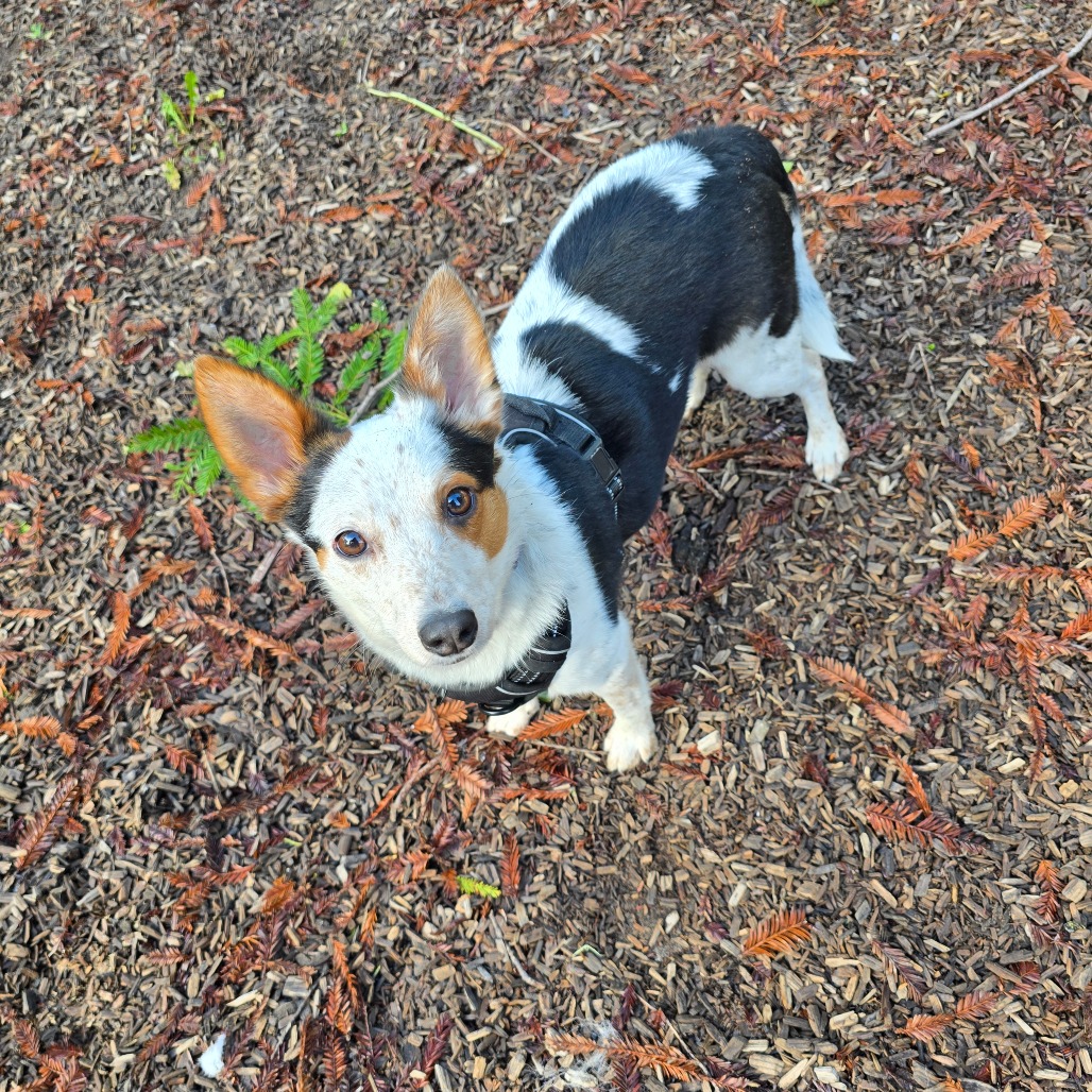 Thor — thumbnail 5