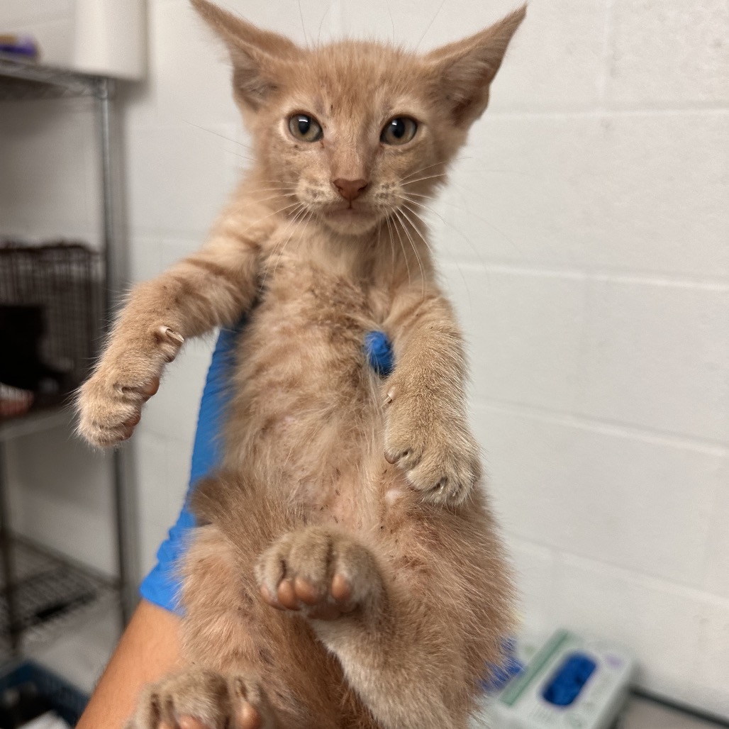 Chen , available for adoption at PVAS