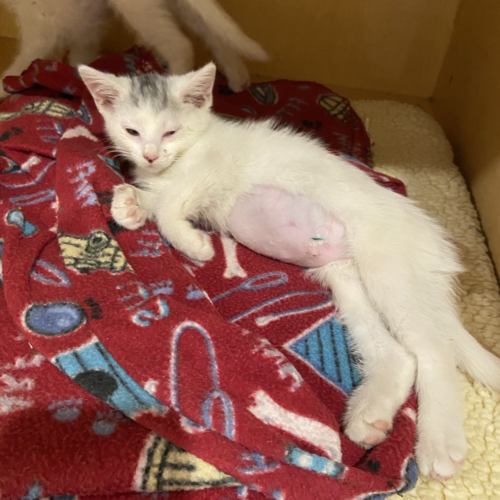 BROW - Domestic Shorthair available for adoption