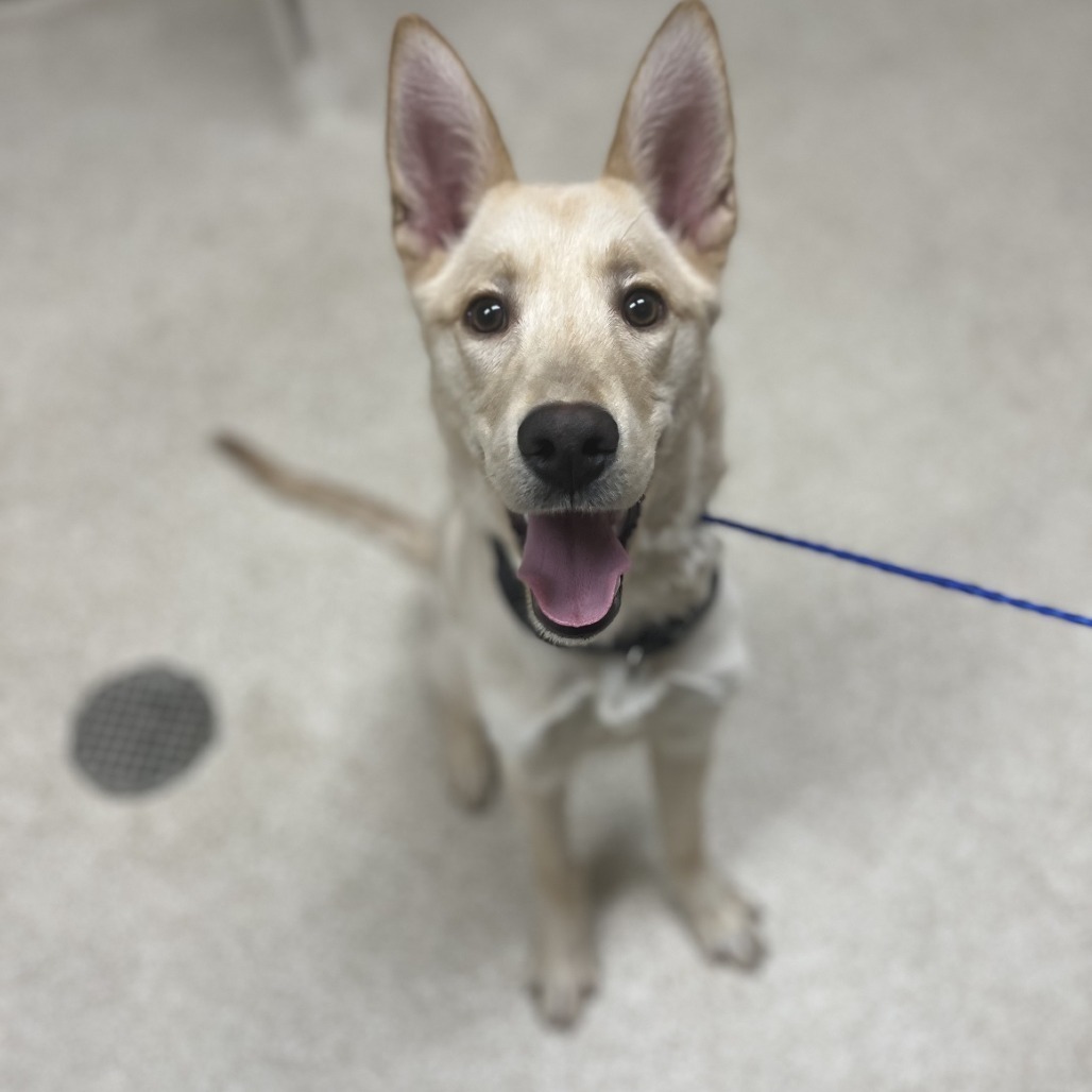 Otis — thumbnail 2