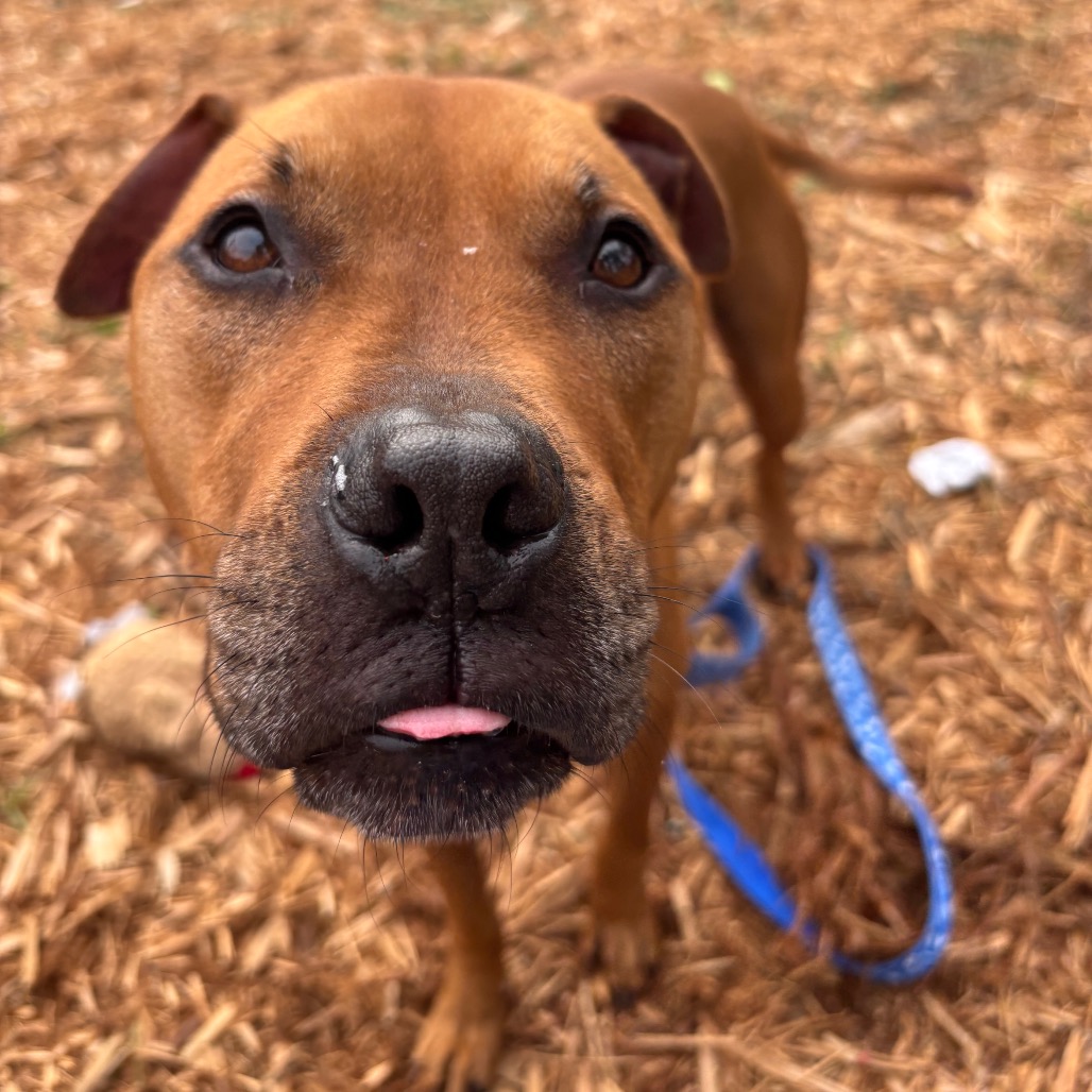 COPPER - Mixed Breed (Medium) available for adoption