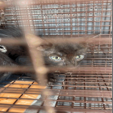 ALOHA (661113) - Domestic Shorthair available for adoption