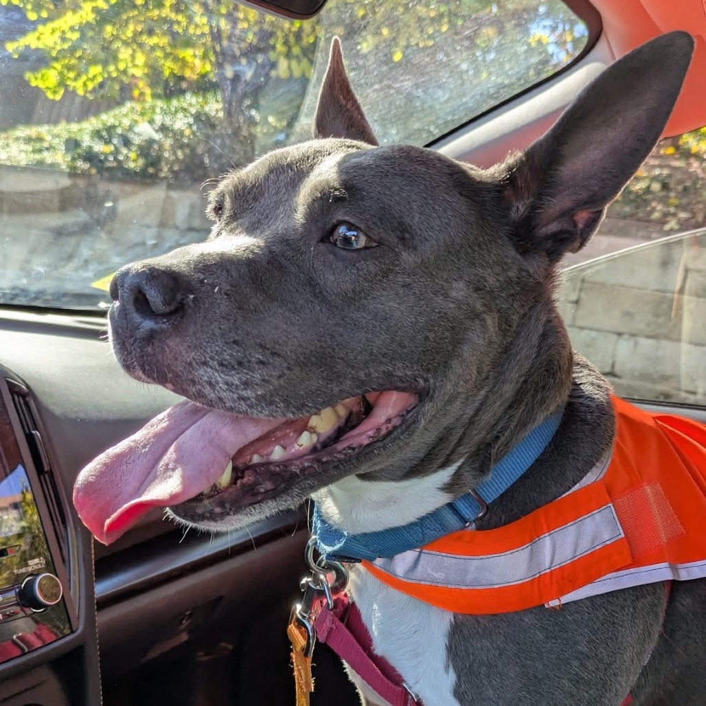 Photo of King Beetle 25