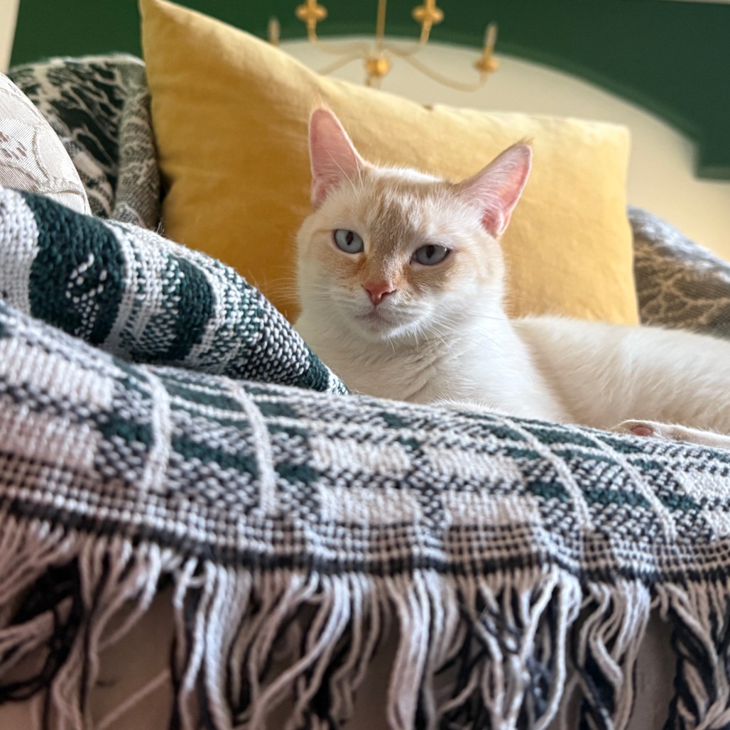 Almond: Female 15 Domestic Shorthair