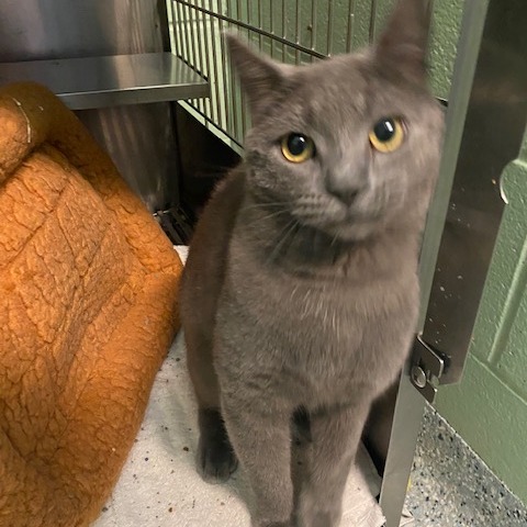 STRAWBERRY FIELDS - Domestic Shorthair available for adoption