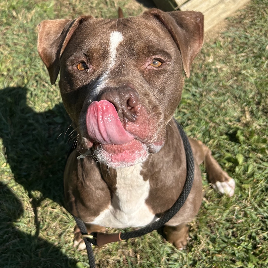 Draco — thumbnail 2