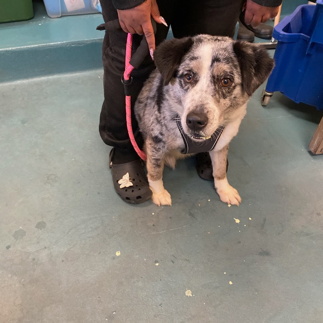 Gypsy — thumbnail 3